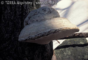 Fomes fomentarius (L.:Fr.)Fr.