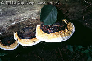 Fomitopsis pinicola (Sw.:Fr.)Karst.