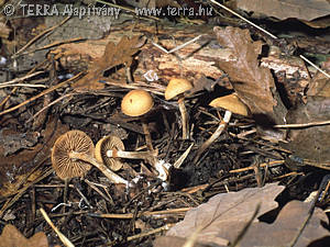 Galerina marginata (Batsch)Kuehn.