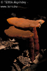 Ganoderma lucidum (Curt.:Fr.)Karst.