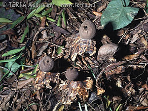 Geastrum pectinatum Pers.