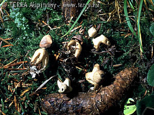 Geastrum quadrifidum Pers.:Pers.