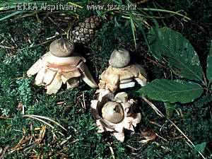 Geastrum rufescens Pers.:Pers.