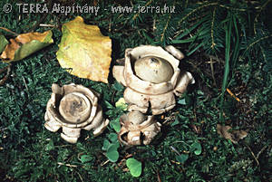 Geastrum triplex Jungh.