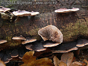 Gloeophyllum abietinum (Bull.:Fr.)Karst.