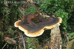 Gloeophyllum sepiarium (Wulf.:Fr.)Karst.