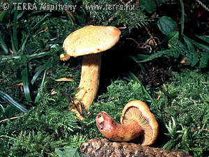 Gomphidius helveticus Singer