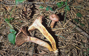 Gomphidius rutilus (Schaeff.:Fr.)Lund.