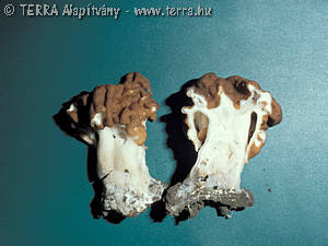 Gyromitra fastigiata (Krombh.)Rehm