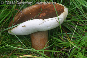 Gyroporus castaneus (Bull.:Fr.)Qul.