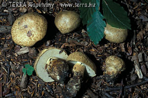 Gyroporus cyanescens (Bull.:Fr.)Qul.