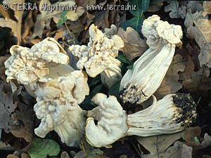 Helvella crispa Fr.