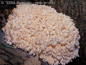 Hericium coralloides (Scop.:Fr.)Gray