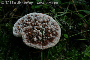 Hydnellum peckii Banker ap.Peck