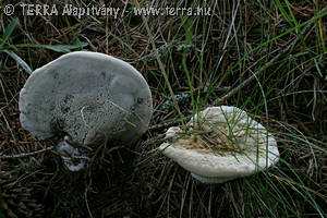 Hydnellum suaveolens (Scop.:Fr.)Karst.