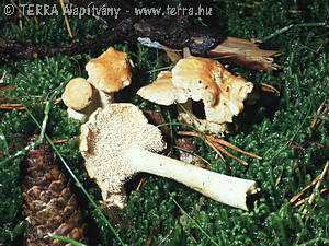 Hydnum repandum var. rufescens (Fr.)Barla