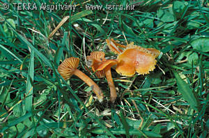 Hygrocybe acutopunicea R.Haller