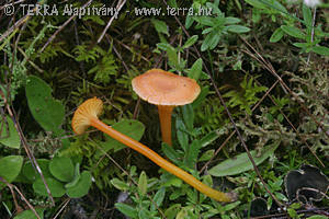 Hygrocybe cantharellus (Schw.)Murrill