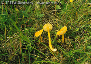 Hygrocybe chlorophana (Fr.:Fr.)Wuensche