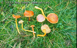 Hygrocybe coccinea (Schaeff.:Fr.)Kummer