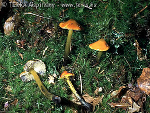 Hygrocybe conica (Schaeff.:Fr.)Kummer