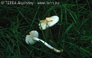 Hygrocybe fornicata (Fr.)Singer