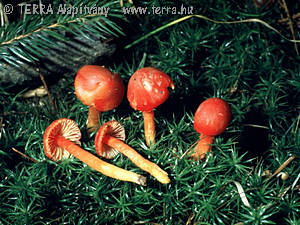 Hygrocybe miniata (Fr.)Kummer