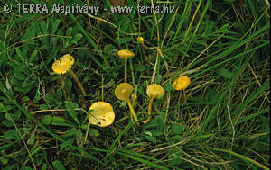 Hygrocybe ortoniana M. Bon