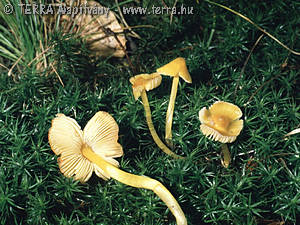 Hygrocybe persistens (Britz.)Sing.