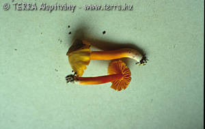 Hygrocybe subglobispora (Orton)Moser