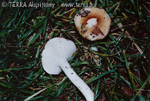 Hygrophorus arbustivus (Fr.)Fr.