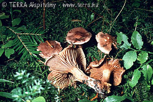 Hygrophorus capreolarius Kalchbr.