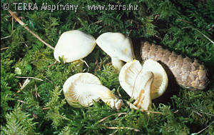 Hygrophorus chrysodon (Batsch:Fr.)Fr.