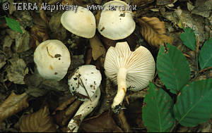 Hygrophorus eburneus (Bull.:Fr.)Fr.