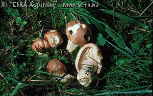 Hygrophorus erubescens Fr.