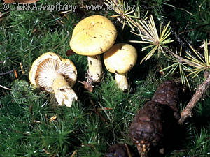 Hygrophorus lucorum Kalchbr.