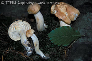 Hygrophorus nemoreus (Lasch)Fr.