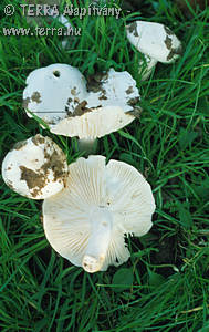 Hygrophorus penarius Fr.