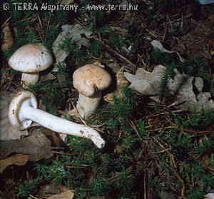 Hygrophorus poetarum Heim