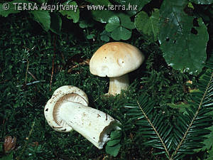 Hygrophorus pudorinus (Fr.)Fr.