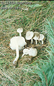 Hygrophorus pustulatus (Pers.:Fr.)Fr.