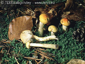 Hygrophorus speciosus Peck