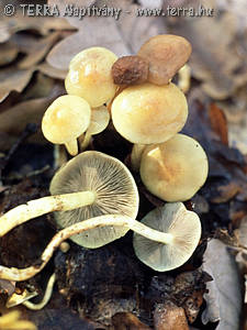 Hypholoma fasciculare (Huds.:Fr.)Kummer