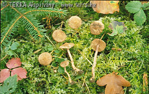 Inocybe cincinnata (Fr.:Fr.)Quel.