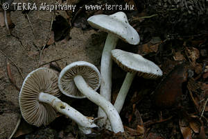 Inocybe geophylla (Sow.:Fr.)Kummer