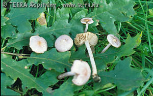 Inocybe geophylla var. lilacina (Peck)Gillet