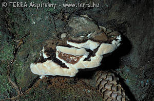 Ischnoderma benzoinum (Wahl.:Fr.)P.Karst.