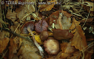 Laccaria amethystea (Bull.)Murr.