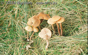 Laccaria laccata (Scop.:Fr.)Berk.& Br.