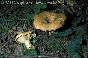 Lactarius acerrimus Britz.